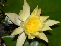 Nymphaea mexicana. Open flower.
 Image: K.A. Ford © Landcare Research 2019 CC BY 3.0 NZ